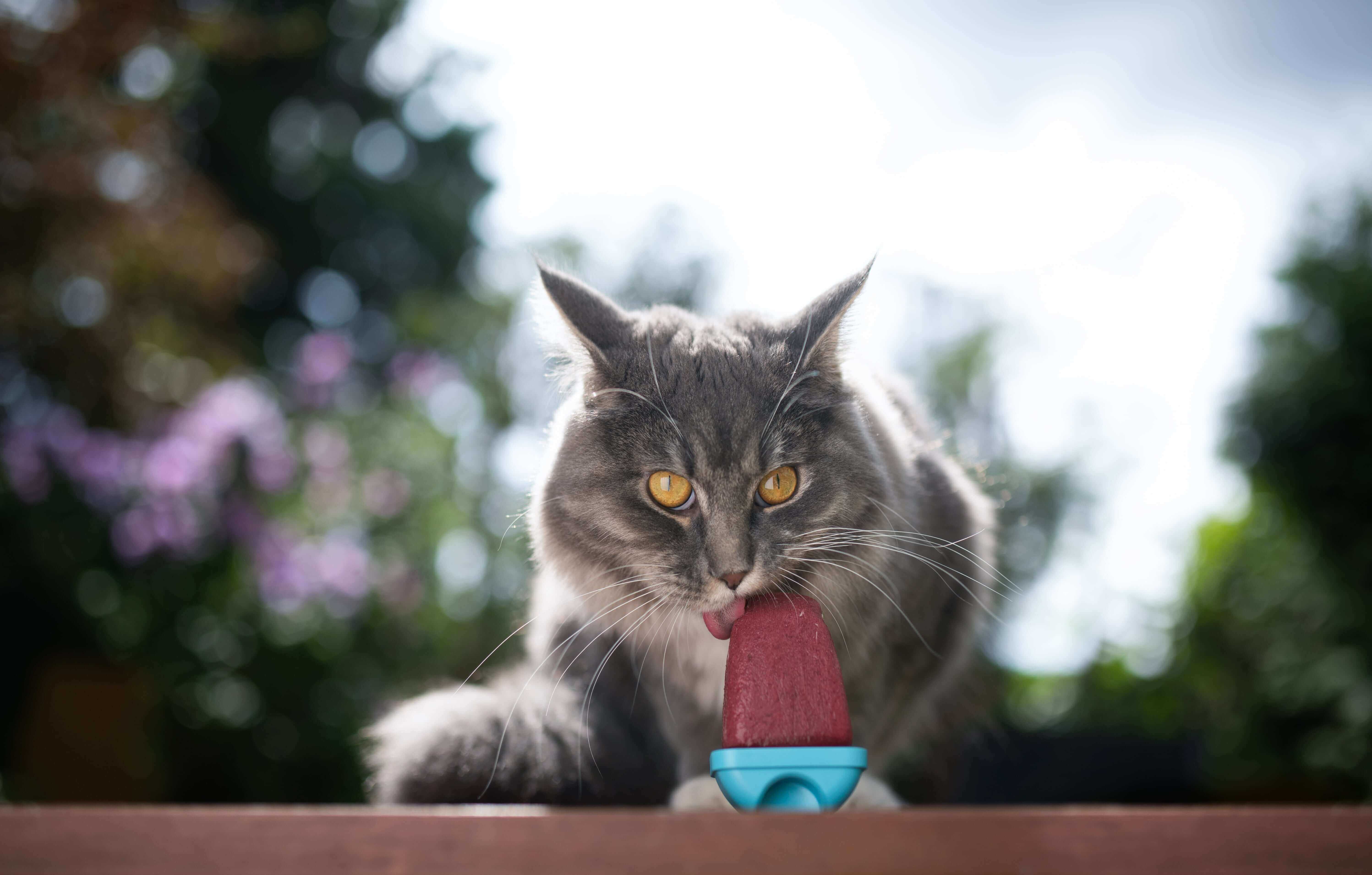 Cats licking clearance ice